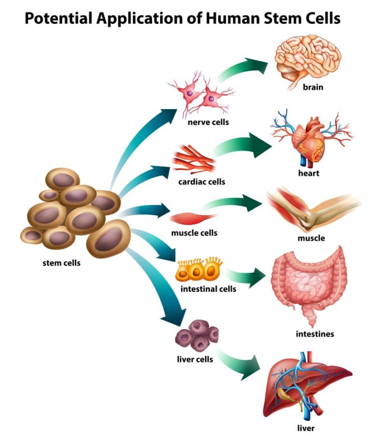 Pluripotent stem cells