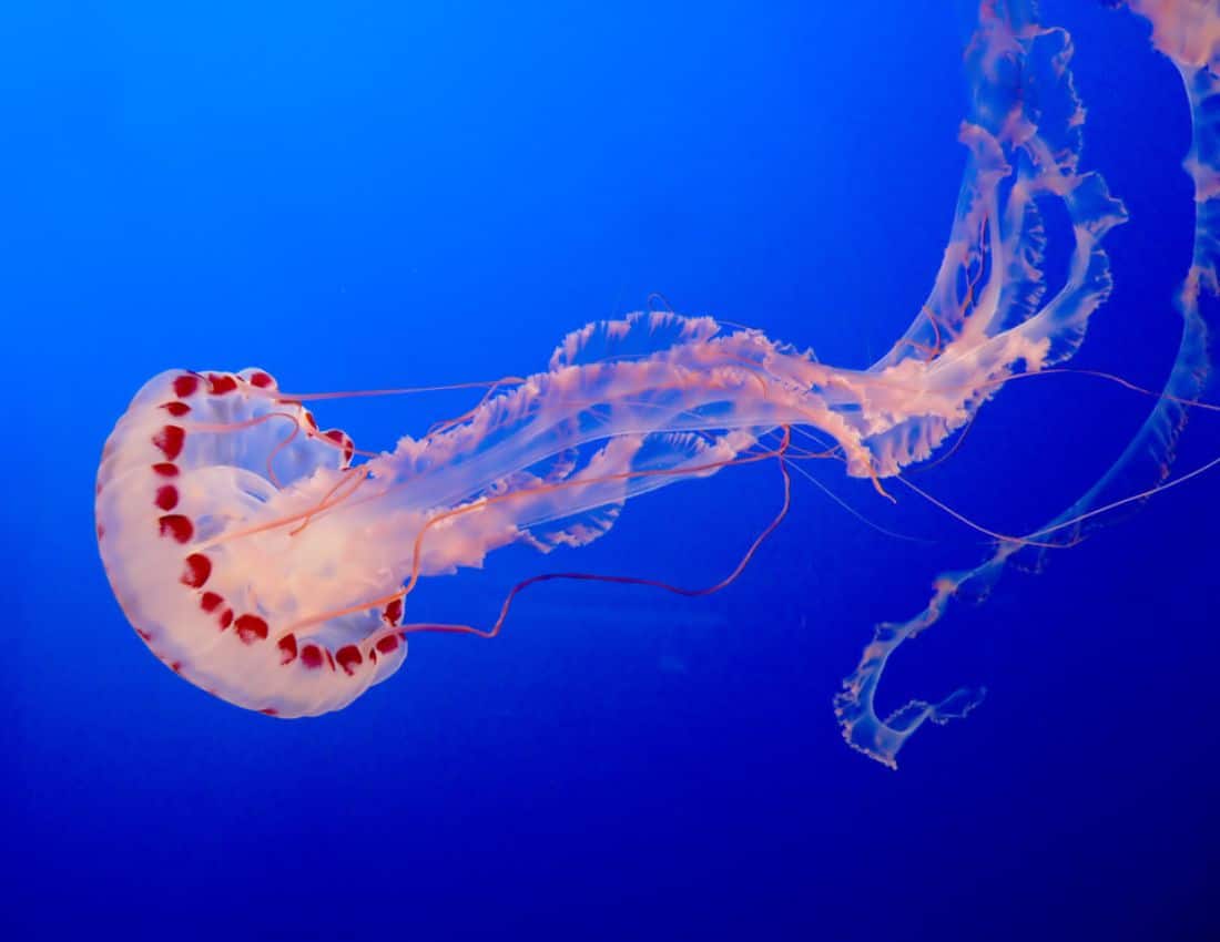 Jellyfish