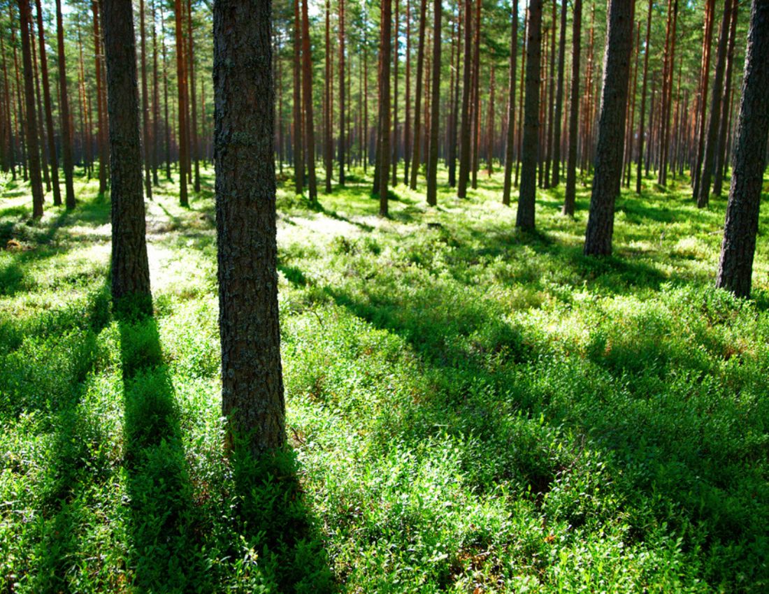 Pine trees with shadows