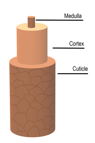 Hair shaft diagram