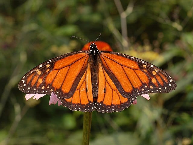 Monarch_Butterfly_