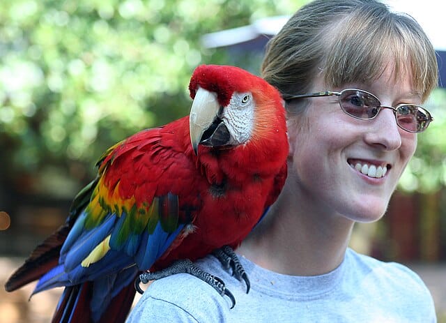 Scarlet_Macaw