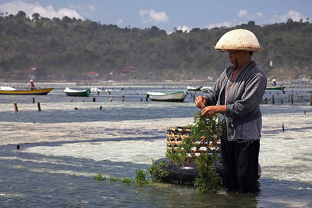 Seaweed being harvested