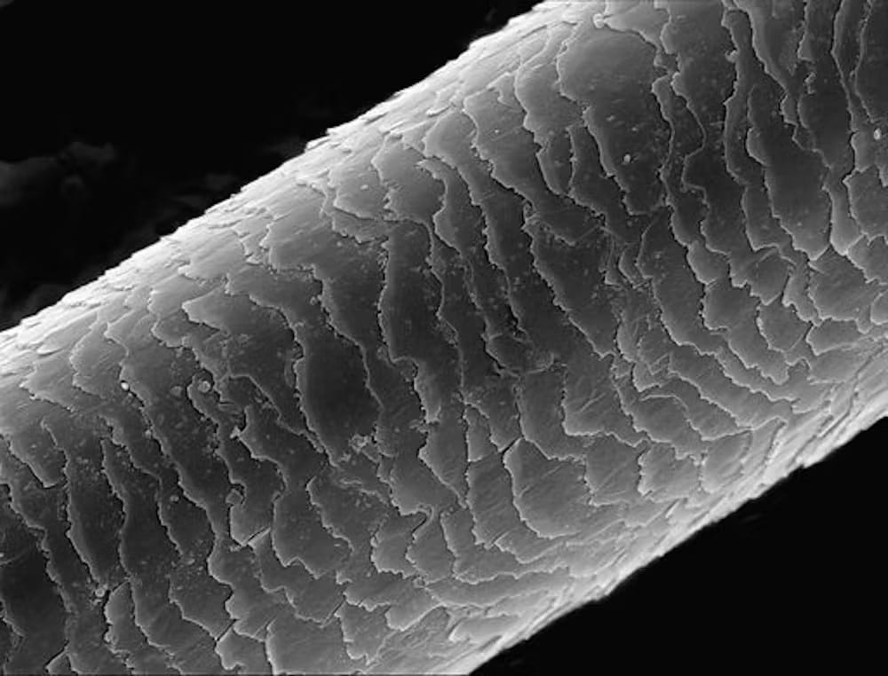 A hair’s cuticle