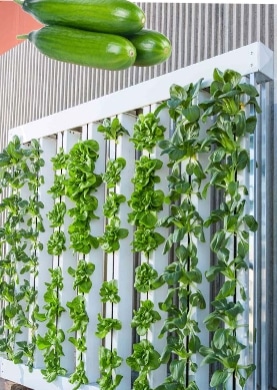 vertical farming