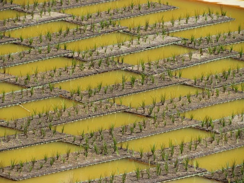 Phytoremediation
