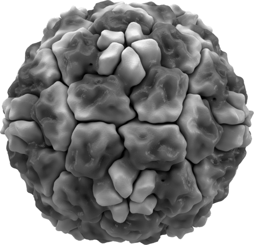 rhinovirus