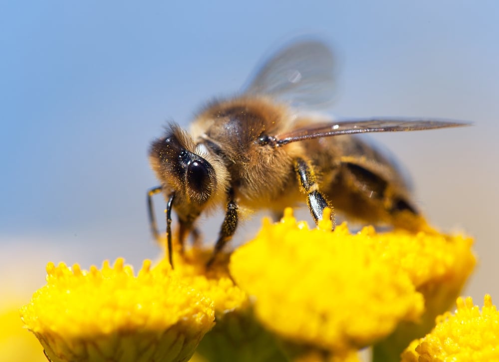 bees