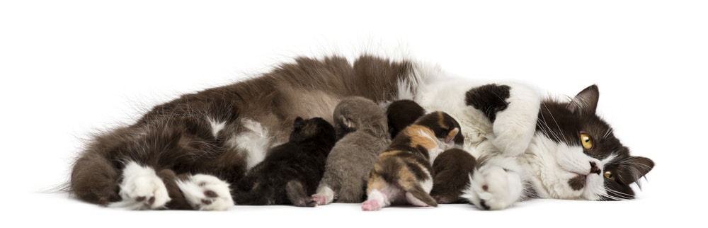 kittens