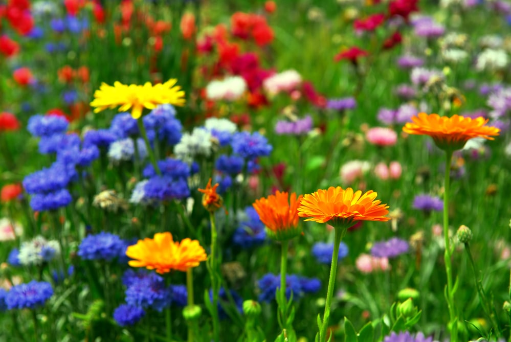 mixed flowers