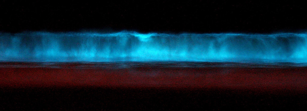 Bioluminescence