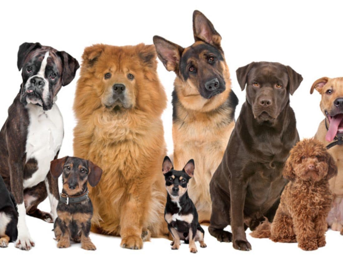 A group cute, cuddly dogs