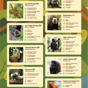 new world monkeys
