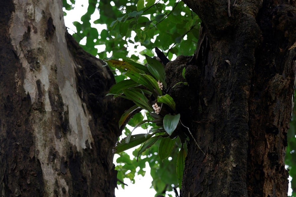 A flowering orchid living on a tree trunk