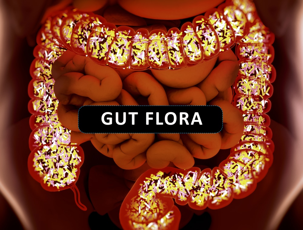 Microorganisms in the gut