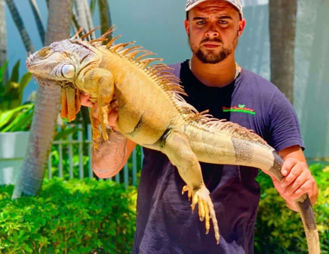 orange iguana in Miami