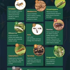 Poster-Edible Worms