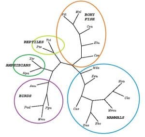 A phylogeny of animals