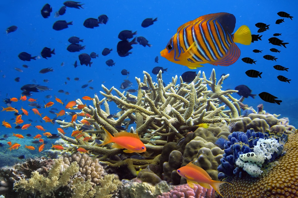 Coral reef underwater