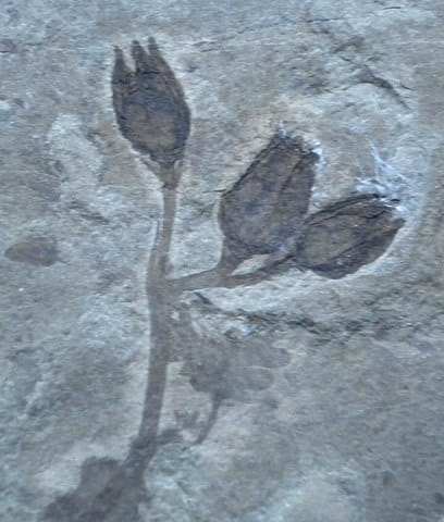 Persistent Plants: How Flowering Plants Survived A Mass Extinction ...