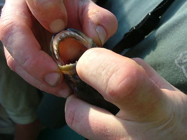 Piranha Teeth