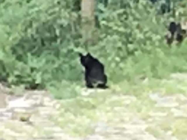Alien Big Cat Sighting