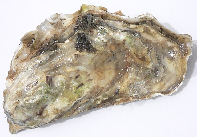 Raw Oysters