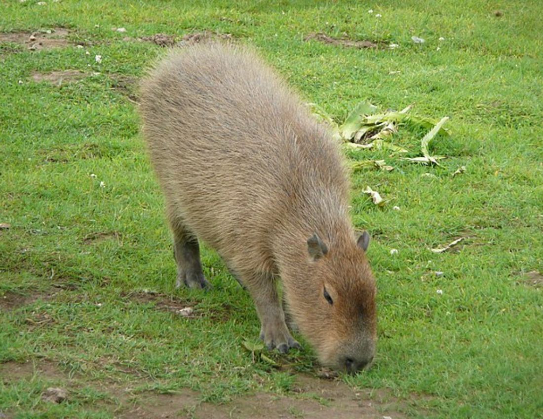 Howletts Wild Animal Park