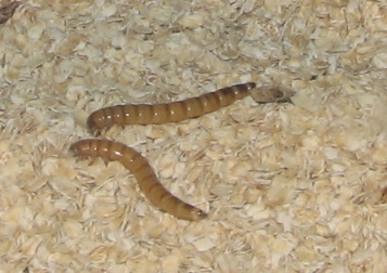 Giant_Mealworms