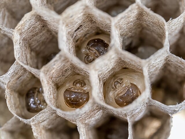 Polistes Larvae