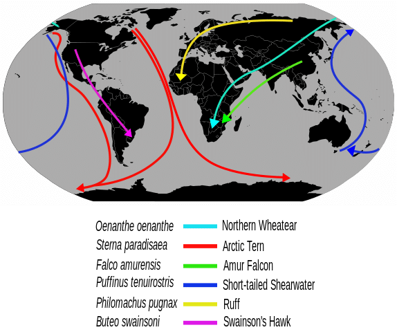 migratory birds