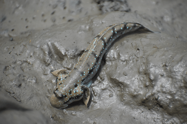 Mudskippers