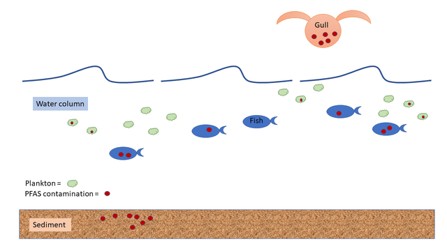 PFAS Biomagnification