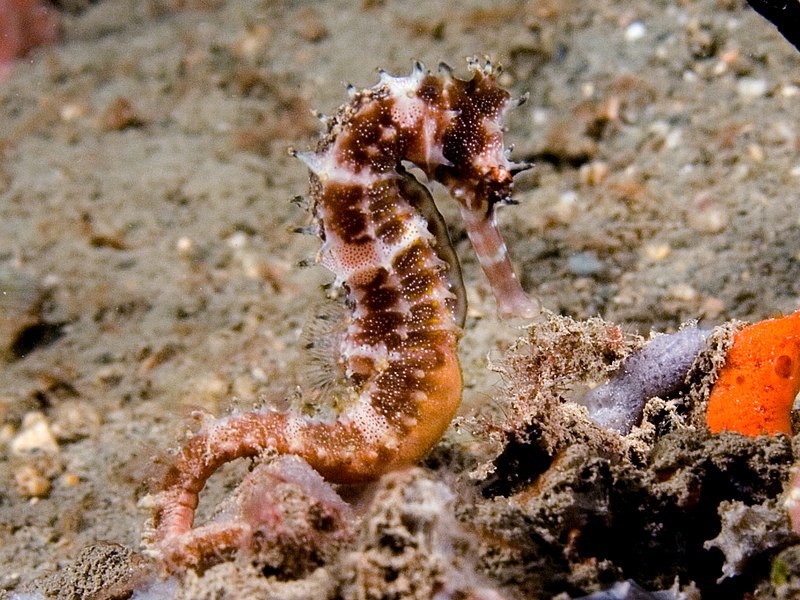 Thorny seahorse