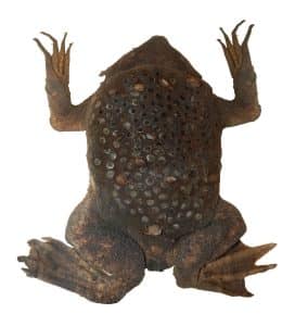 Surinam toad