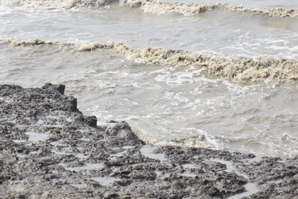 The intertidal zone