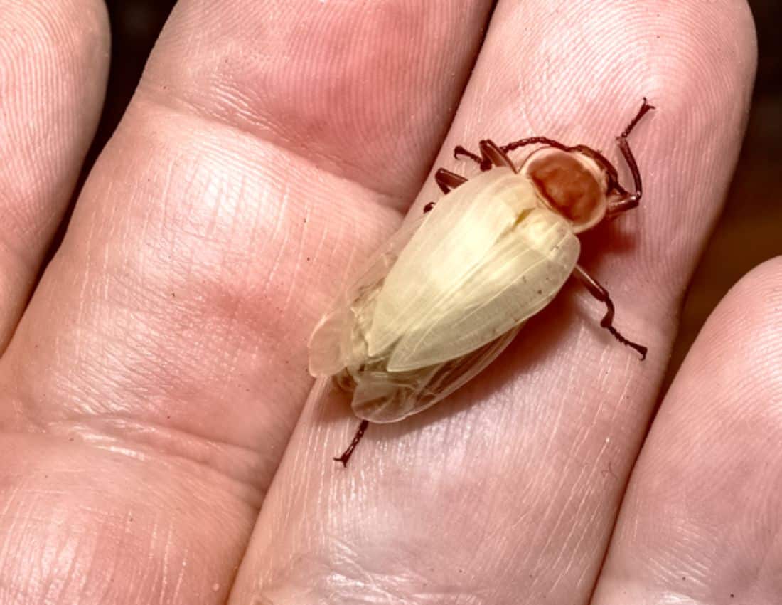 Zophobas morio