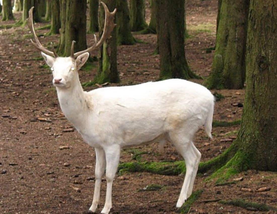 white deer