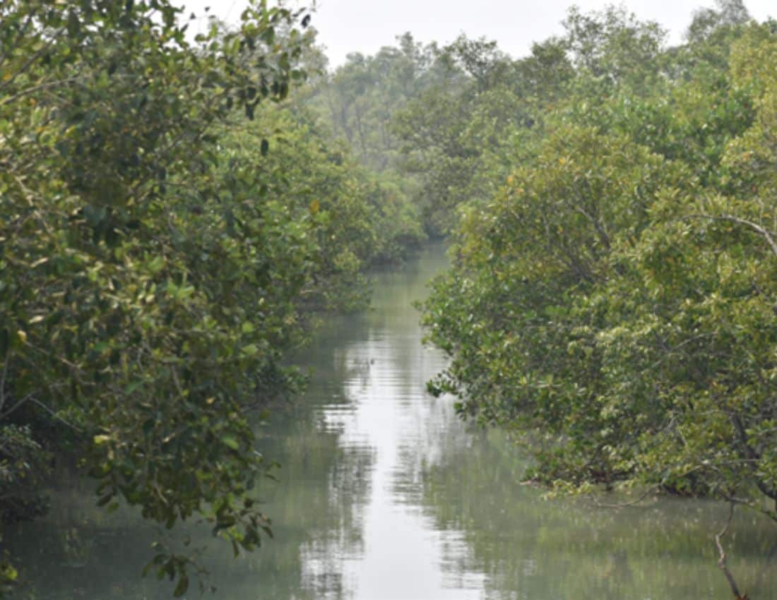 Sundarbans