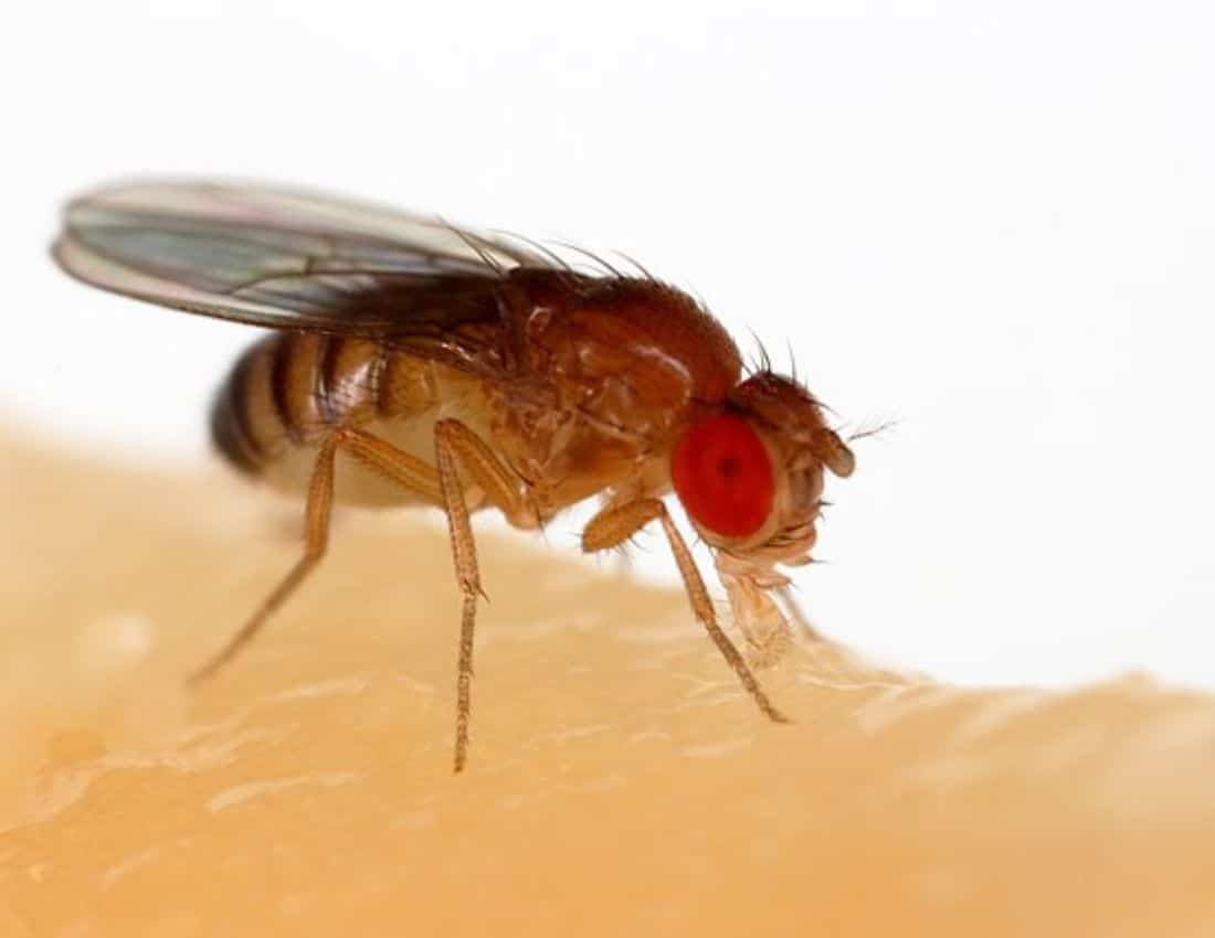 fruit fly