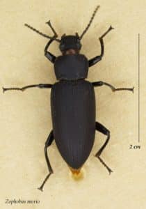 Zophobas morio