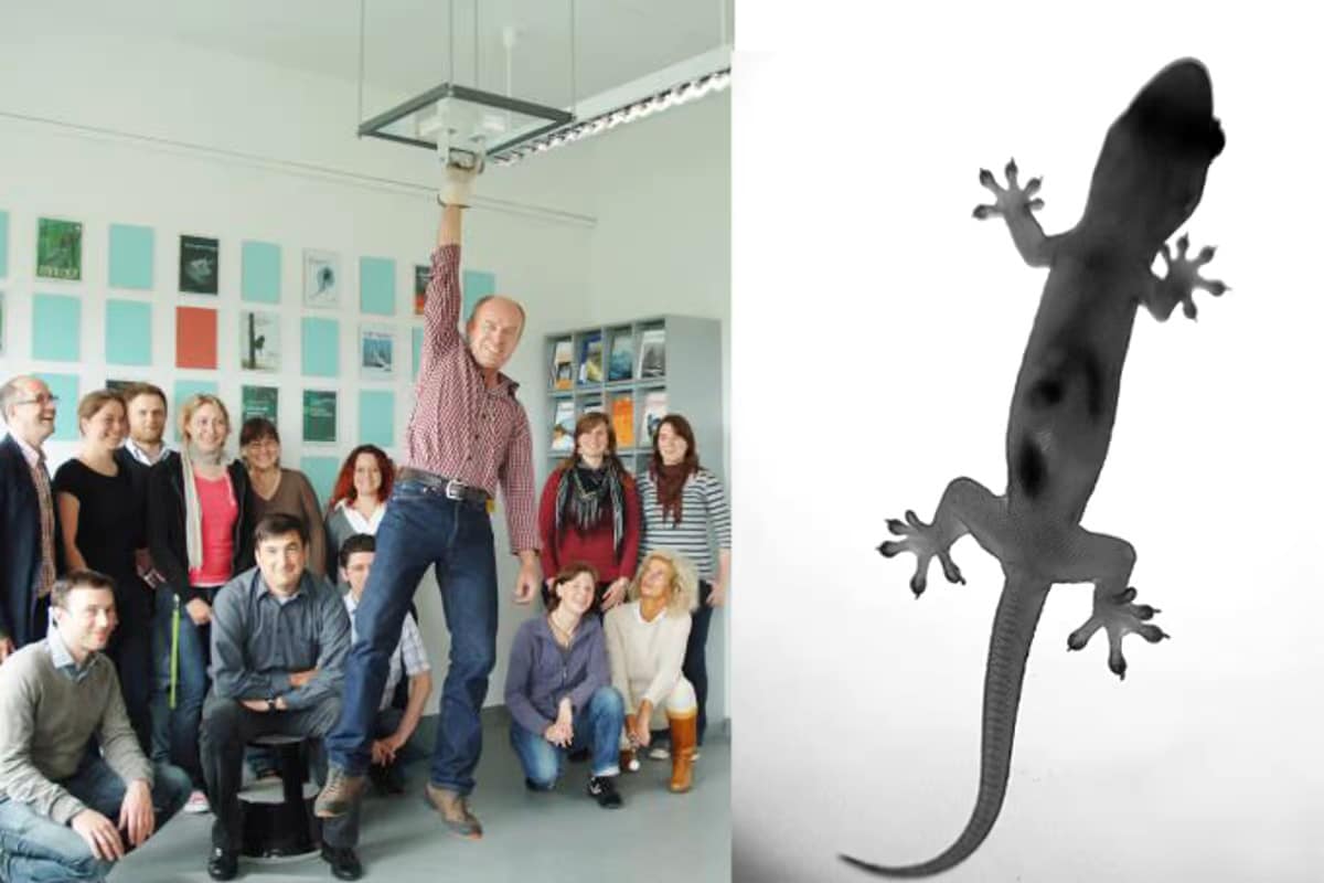 Gecko Feet and the World of Adhesives