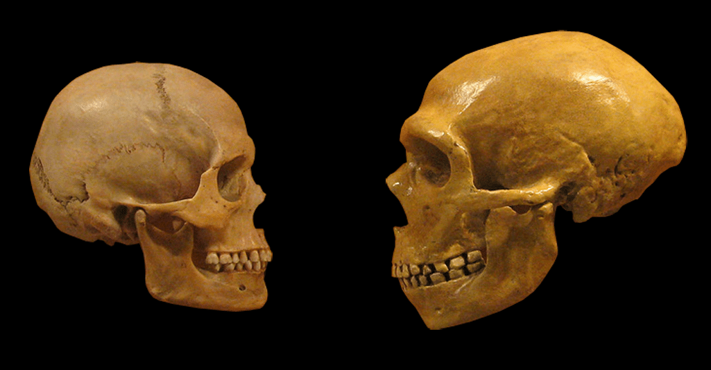 Skulls of Homo sapiens (left) and Neanderthal (right) at the Cleveland Museum of Natural History