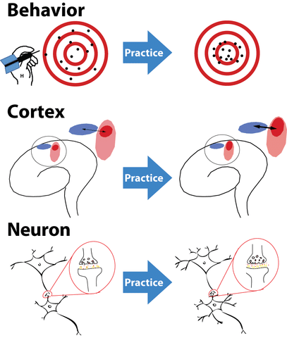 Brain_neuroplasticity
