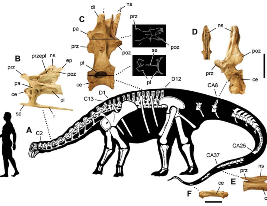 Dinosaur Tooth Scan What Dinosaur Has 500 Teeth? - Smore Science