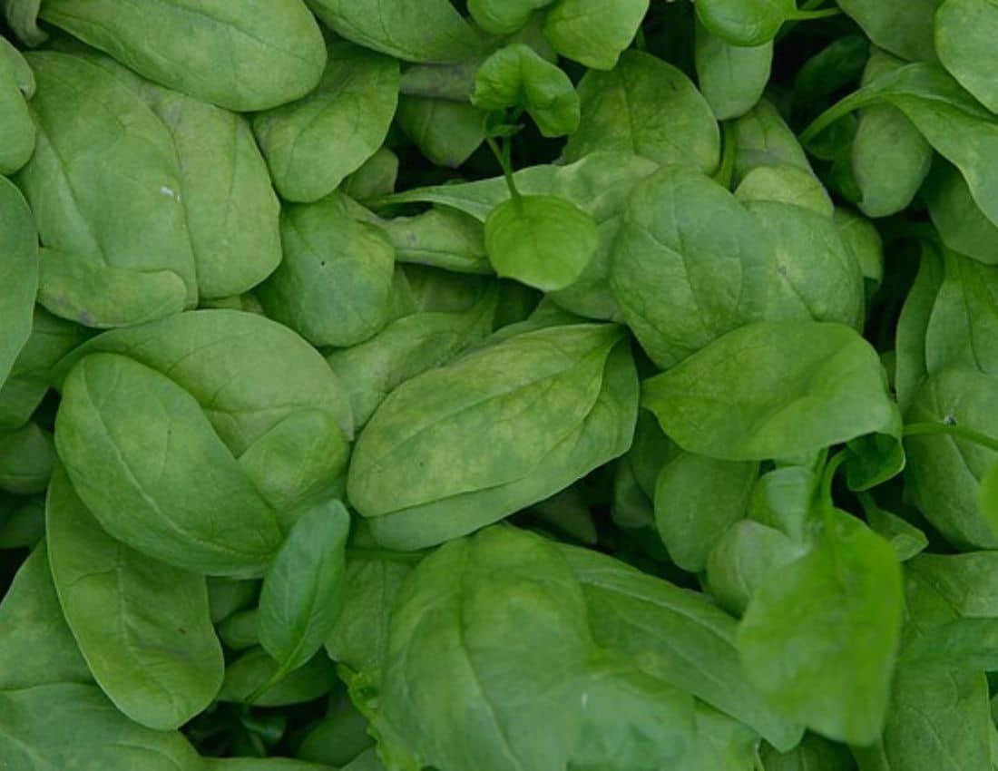 Spinach