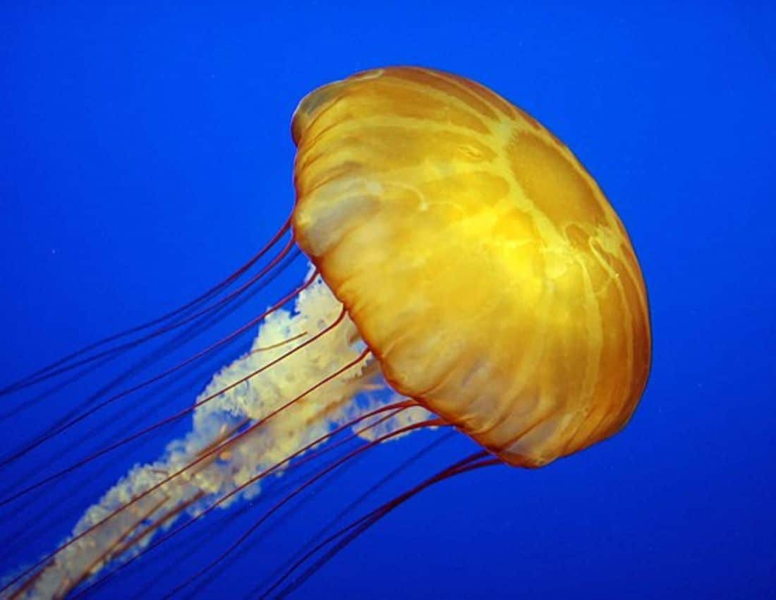 Jellyfish