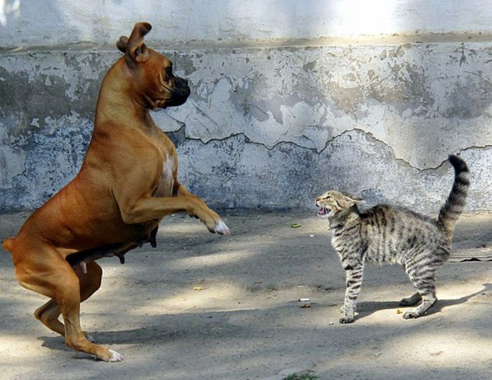 fight or flight responses