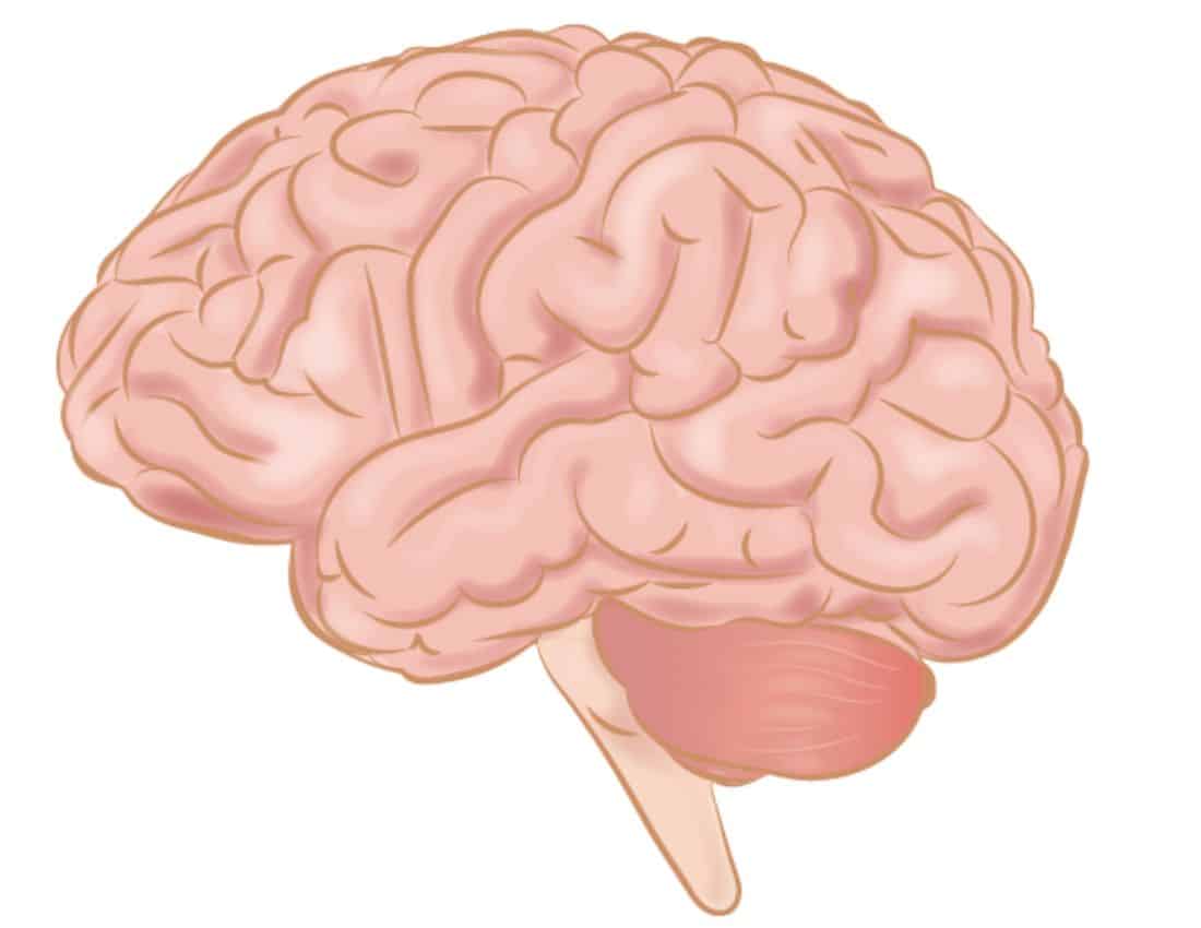 Human Brain