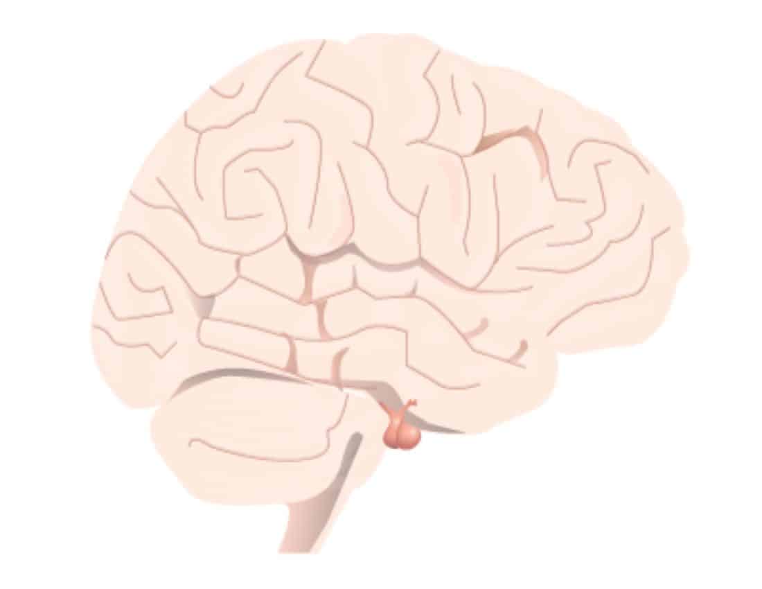 pituitary gland in brain